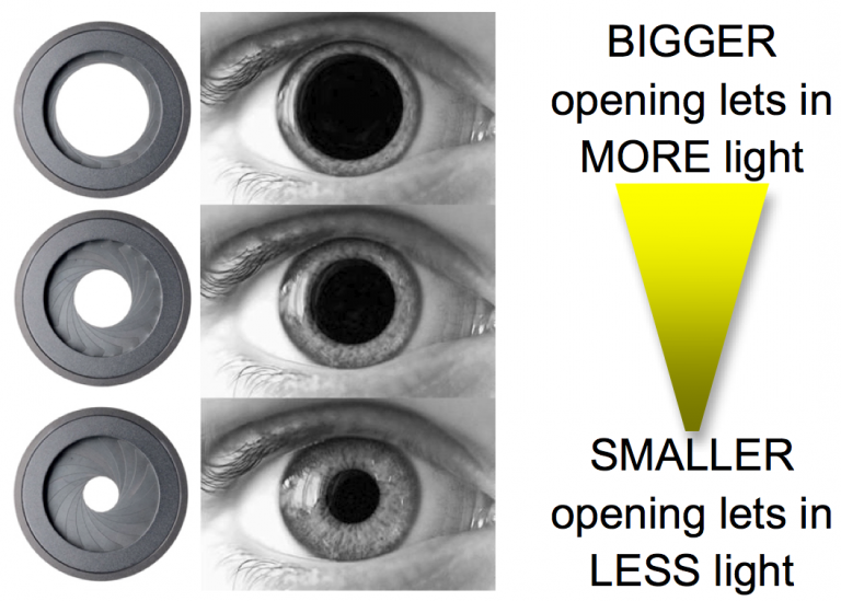 The size of the hole of the diaphragm controls how much light comes into the camera just like the size of your pupil in your eye.