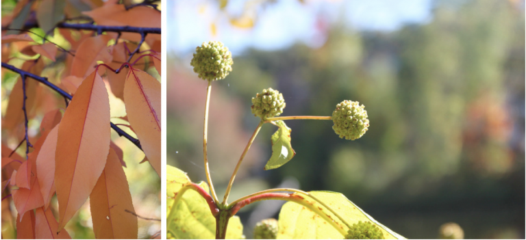 Shots taken in closeup mode